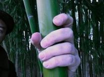 Une main qui saisit un bambou