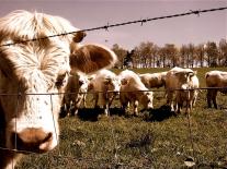 Jolie vache mélancolique devant d'autres, toutes derrière du fil de fer barbelé